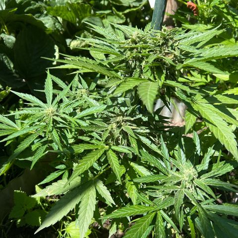 HulkBerry Automatic growlog timeline photo