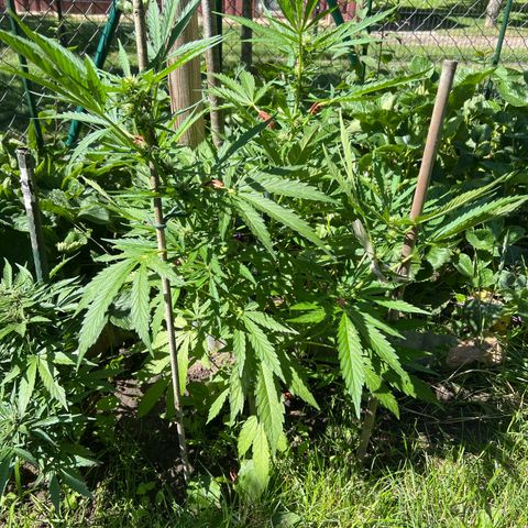 Mimosa Automatic growlog timeline photo