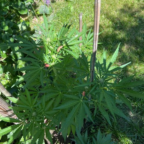 Mimosa Automatic growlog timeline photo