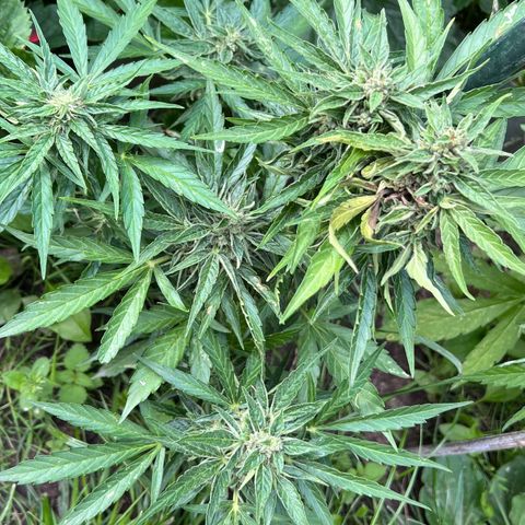 HulkBerry Automatic growlog timeline photo