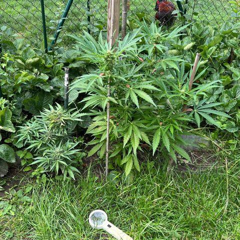HulkBerry Automatic growlog timeline photo
