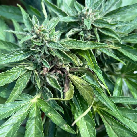 HulkBerry Automatic growlog timeline photo