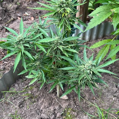 HulkBerry Automatic growlog timeline photo
