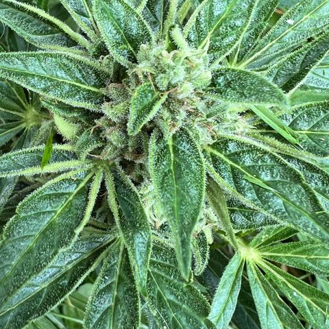 HulkBerry Automatic growlog timeline photo