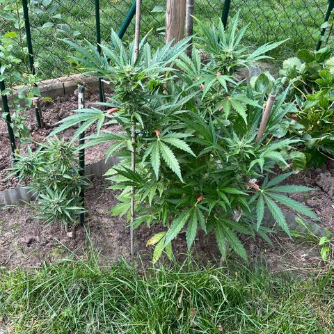 Mimosa Automatic growlog timeline photo