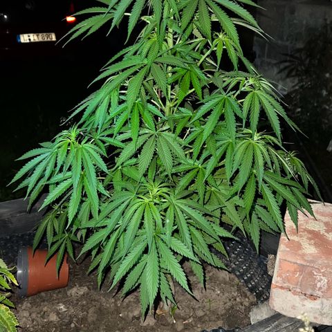 Royal Critical Automatic growlog timeline photo
