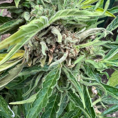 HulkBerry Automatic growlog timeline photo