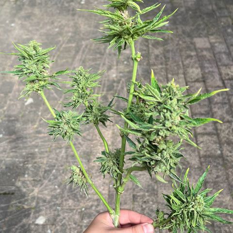 HulkBerry Automatic growlog timeline photo
