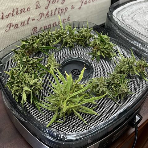 HulkBerry Automatic growlog timeline photo