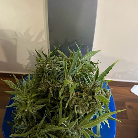 HulkBerry Automatic growlog timeline photo