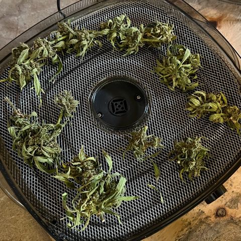 HulkBerry Automatic growlog timeline photo