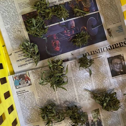 HulkBerry Automatic growlog timeline photo