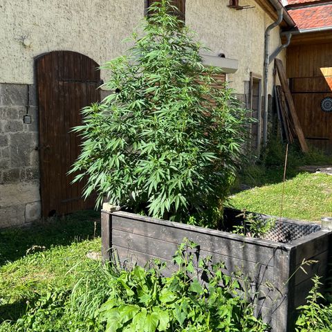 Royal Critical Automatic growlog timeline photo