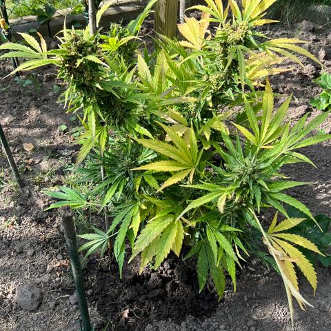 Mimosa Automatic growlog photo: 377g Nass 