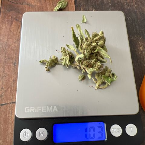 Mimosa Automatic growlog timeline photo