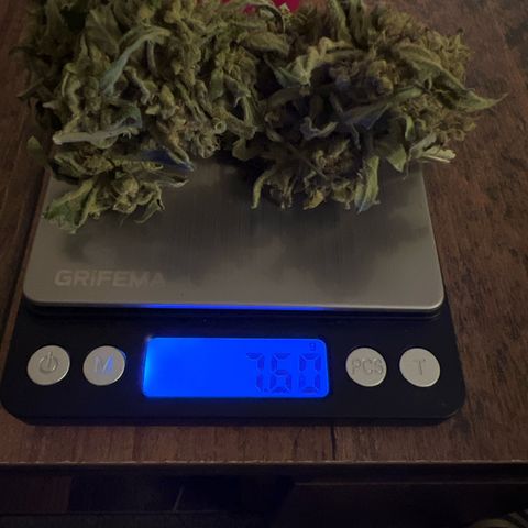 Mimosa Automatic growlog photo: + ca 1g 