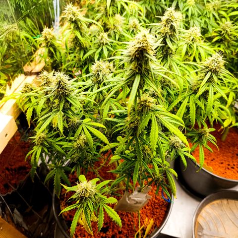 Amnesia Auto growlog timeline photo