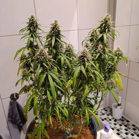 Amnesia Auto growlog timeline photo