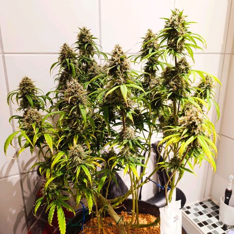 Amnesia Auto growlog timeline photo