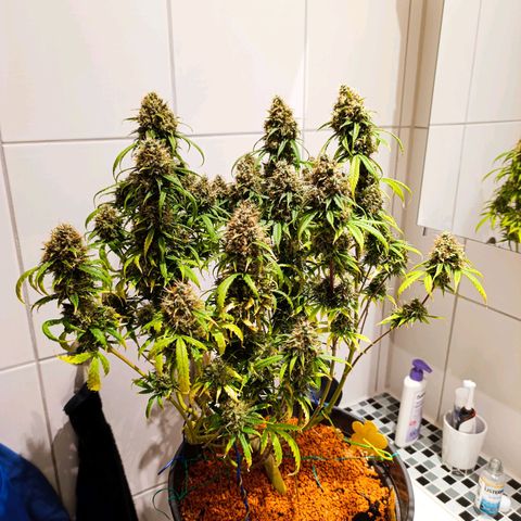 Amnesia Auto growlog timeline photo