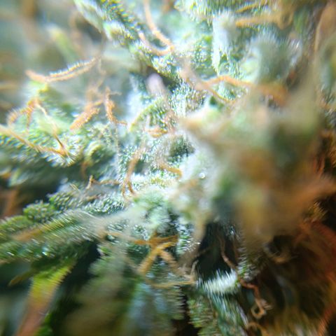 Amnesia Auto growlog timeline photo
