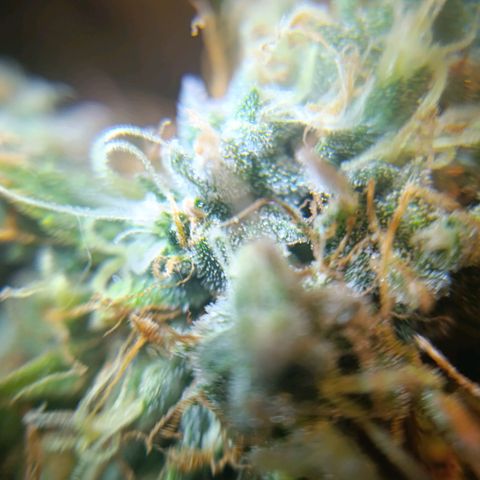 Amnesia Auto growlog timeline photo