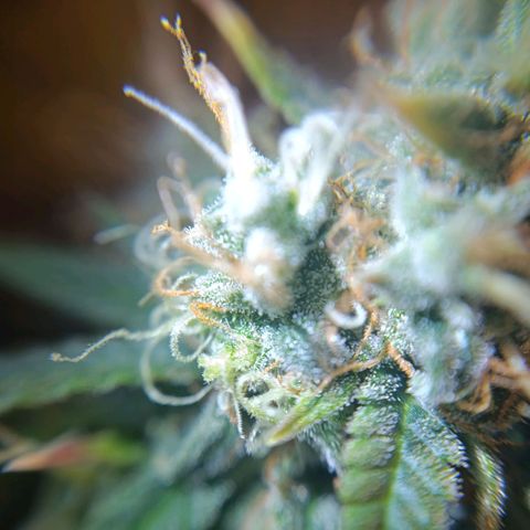 Amnesia Auto growlog timeline photo