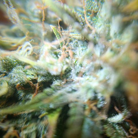 Amnesia Auto growlog timeline photo