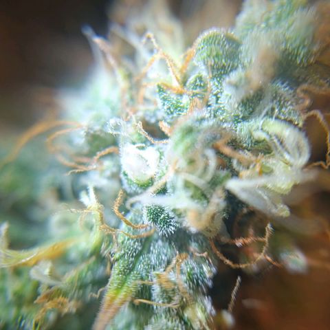 Amnesia Auto growlog timeline photo