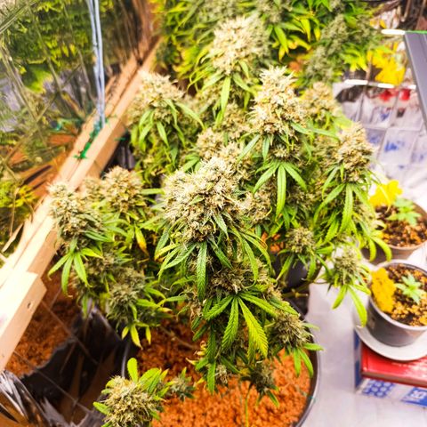 Amnesia Auto growlog timeline photo