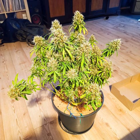 Amnesia Auto growlog timeline photo