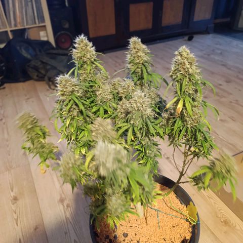 Amnesia Auto growlog timeline photo
