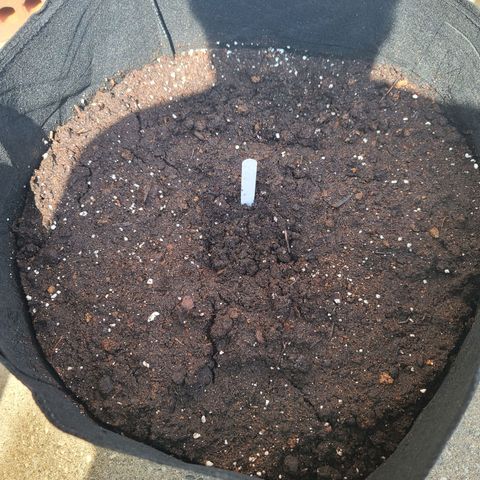 FB 1 growlog photo: Planted