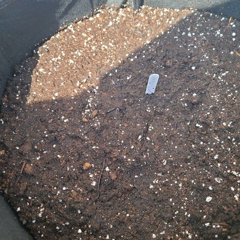 FB 2 growlog photo: Planted