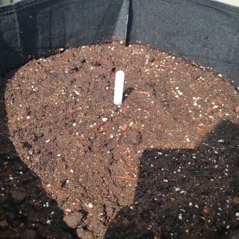FB 3 growlog photo: Planted