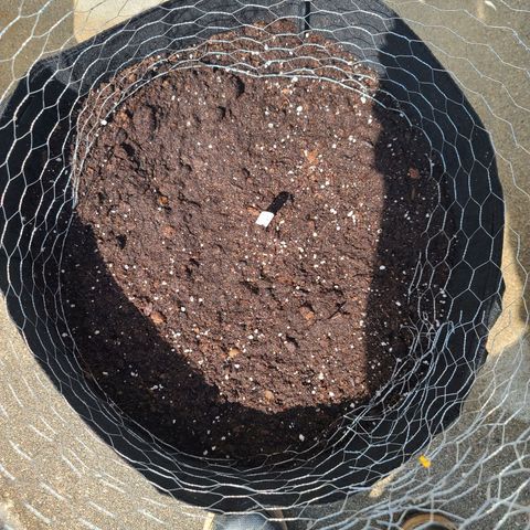 FB 4 growlog photo: Planted
