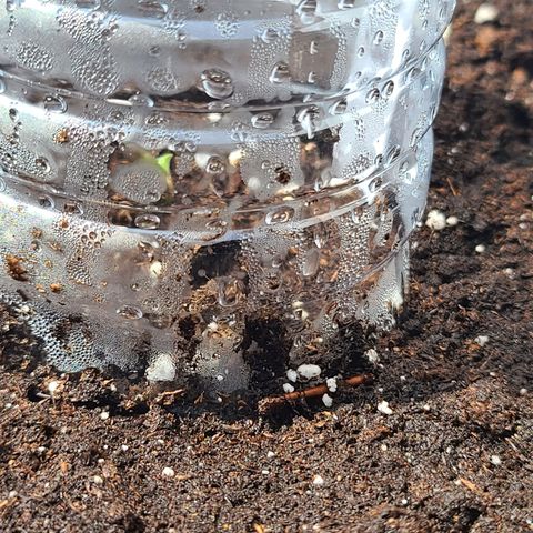 FB 3 growlog photo: Sprouted out of the dirt today. 