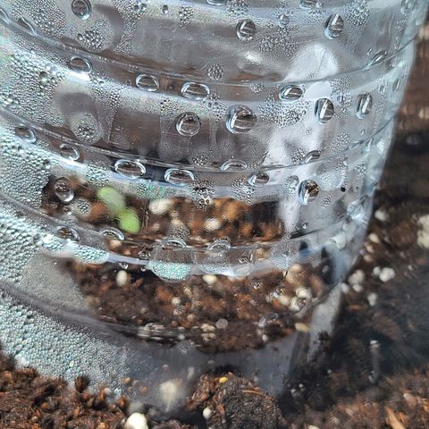 FB 4 growlog photo: Sprouted out of the dirt today