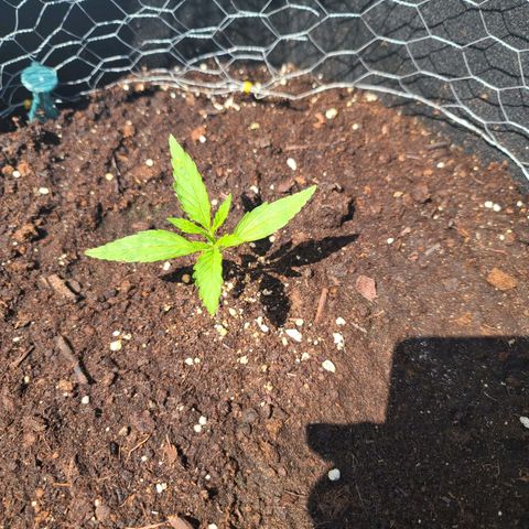 FB 1 growlog timeline photo