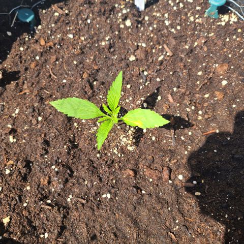 FB 2 growlog timeline photo