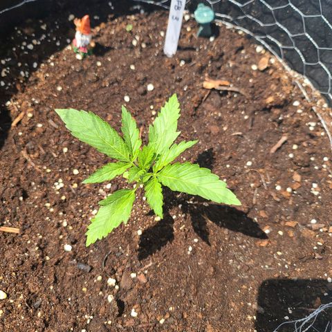 FB 3 growlog timeline photo
