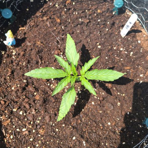 FB 4 growlog timeline photo