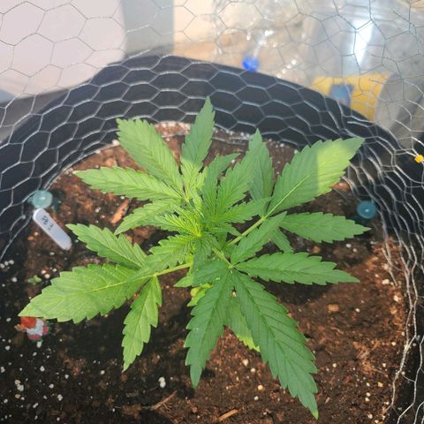 FB 3 growlog timeline photo