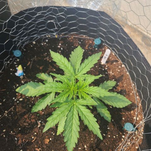 FB 4 growlog timeline photo