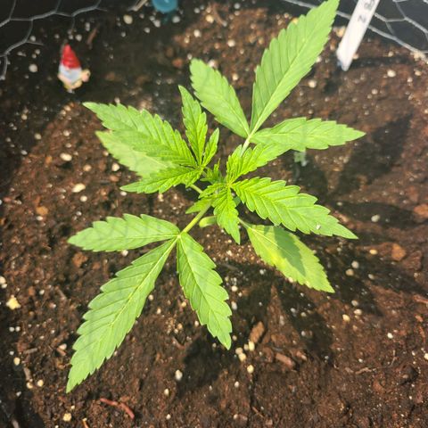 FB 2 growlog timeline photo