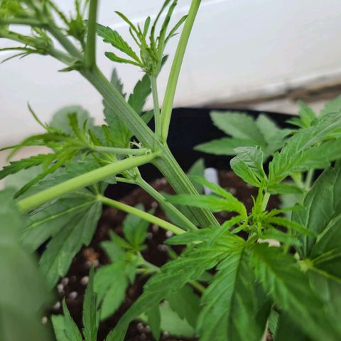 FB 4 growlog timeline photo
