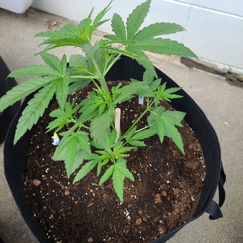 FB 4 growlog timeline photo