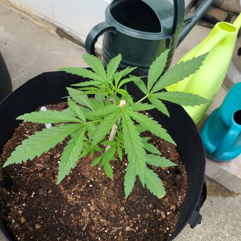 FB 1 growlog timeline photo