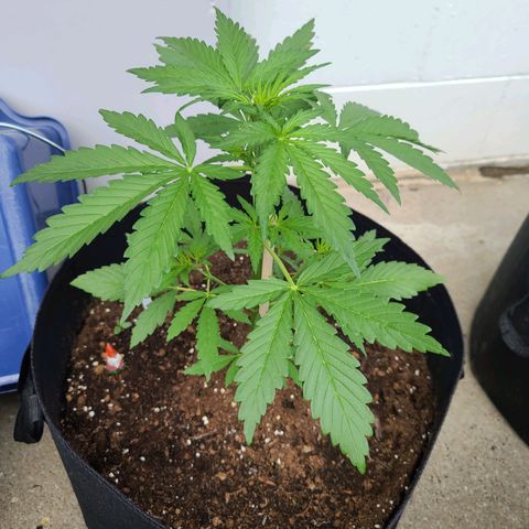 FB 3 growlog timeline photo