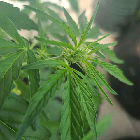 FB 4 growlog timeline photo